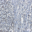 hnRNP M1M4 antibody immunohistochemistry human tonsil STJA0034429