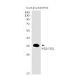 HSD17B1 antibody western blot human placenta STJA0034438
