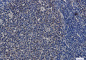 Hsp90 alpha/beta antibody immunohistochemistry human tonsil STJA0034445