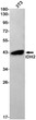 IDH2 antibody western blot 3T3 lysates STJA0034452