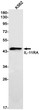 IL-11RA antibody western blot K562 lysates STJA0034465
