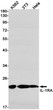 IL-1RA antibody western blot K562 3T3 HeLa STJA0034467