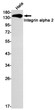 Integrin alpha 2 antibody western blot HeLa lysates STJA0034477