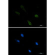 IRF1 antibody immunocytochemistry U87-MG cells STJA0034486