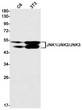 JNK1/2/3 antibody western blot C6 3T3 STJA0034494