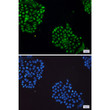 JNK1/2/3 antibody immunocytochemistry HeLa cells STJA0034494