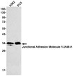 Junctional Adhesion Molecule 1 antibody western blot K562 PC-3 STJA0034496