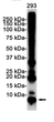 K48 linkage specific ubiquitin antibody western blot 293 cells STJA0034497