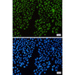 KAT1 antibody immunocytochemistry HeLa cells STJA0034501