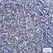 KAT1/HAT1 antibody immunohistochemistry human tonsil STJA0034501