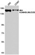 KDM4B antibody western blot 293 COS7 lysates STJA0034506