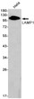 LAMP1 antibody western blot HeLa lysates STJA0034519