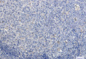 LAMP1 antibody immunohistochemistry human tonsil tissue STJA0034519
