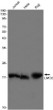 LMO2 antibody western blot Jurkat HeLa Raji STJA0034531
