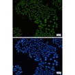 macroH2A1 antibody immunocytochemistry HeLa cells STJA0034538