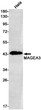 MAGEA3 antibody western blot HeLa lysates STJA0034540