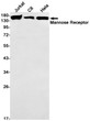 Mannose Receptor antibody western blot Jurkat C6 HeLa STJA0034541