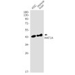 MAT1A antibody western blot mouse liver HSC STJA0034545
