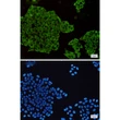 MEK1/2 antibody immunocytochemistry HeLa cells STJA0034557