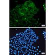 MEK3 antibody immunocytochemistry HeLa cells STJA0034558