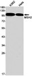MSH2 antibody western blot K562 HeLa STJA0034584