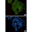 MTH1 antibody immunocytochemistry HeLa cells STJA0034587