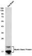 Myelin Basic Protein antibody western blot rat brain STJA0034596