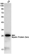 Myelin Protein Zero antibody western blot C6 cells STJA0034599