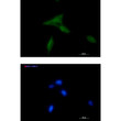 NDUFAF1 antibody immunocytochemistry LNCaP STJA0034613