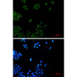 NDUFB4 antibody immunocytochemistry HeLa cells STJA0034619