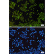 NDUFB9 antibody immunocytochemistry HeLa cells STJA0034620
