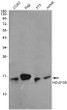 NDUFS6 antibody western blot COS7 Raji 3T3 Jurkat STJA0034622