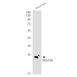 NDUFS8 antibody western blot mouse heart STJA0034624