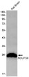 NDUFS8 antibody western blot rat brain STJA0034624