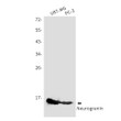 Neurogranin antibody western blot U87-MG PC-3 STJA0034633