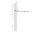 Neurokinin 1 Receptor antibody western blot 3T3 lysates STJA0034634