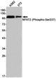Phospho-NFAT2 antibody western blot K562 3T3 STJA0034636