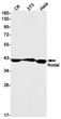 Nodal antibody western blot C6 3T3 HeLa STJA0034647