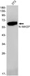 NWASP antibody western blot 3T3 lysates STJA0034660