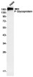 P Glycoprotein antibody western blot HeLa lysates STJA0034668