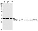 PRKRA antibody western blot C6 3T3 HeLa STJA0034681