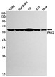 PAK2 antibody western blot K562 rat brain C6 3T3 HeLa STJA0034687