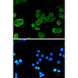 pan Cadherin antibody immunocytochemistry MCF-7 STJA0034688
