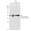 Phospho-Parvin alpha Ser8 antibody western blot U2OS mouse brain rat brain STJA0034690