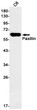 Paxillin antibody western blot C6 lysates STJA0034691
