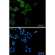 Paxillin antibody immunocytochemistry HeLa cells STJA0034691