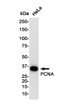 PCNA antibody western blot HeLa lysates STJA0034694