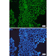 PCNA antibody immunocytochemistry HeLa cells STJA0034695