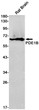 PDE1B antibody western blot rat brain STJA0034698