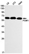 PGM1 antibody western blot C6 3T3 HeLa STJA0034716
